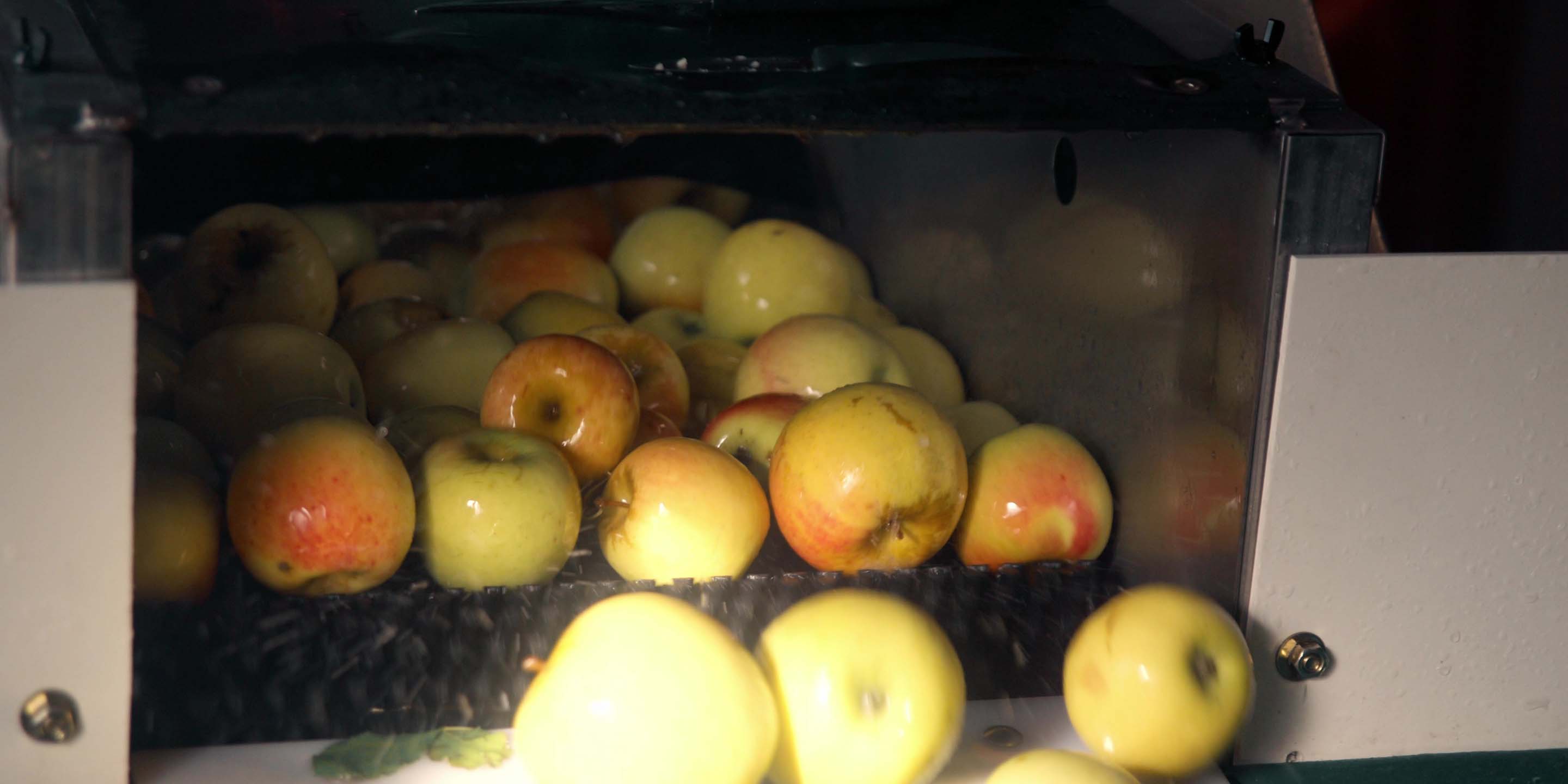Apples going through a commercial cleaning process