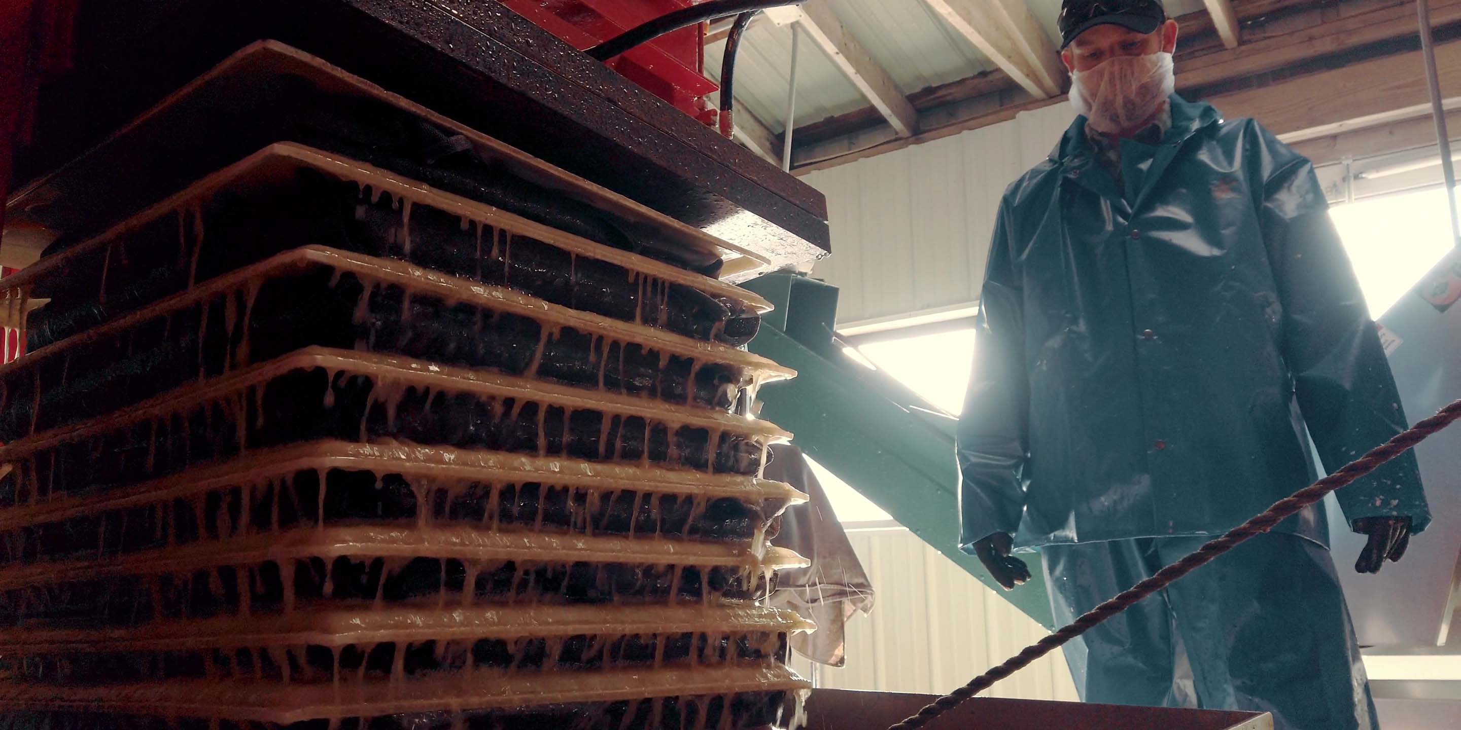 Apple cider going through a wood-rack press