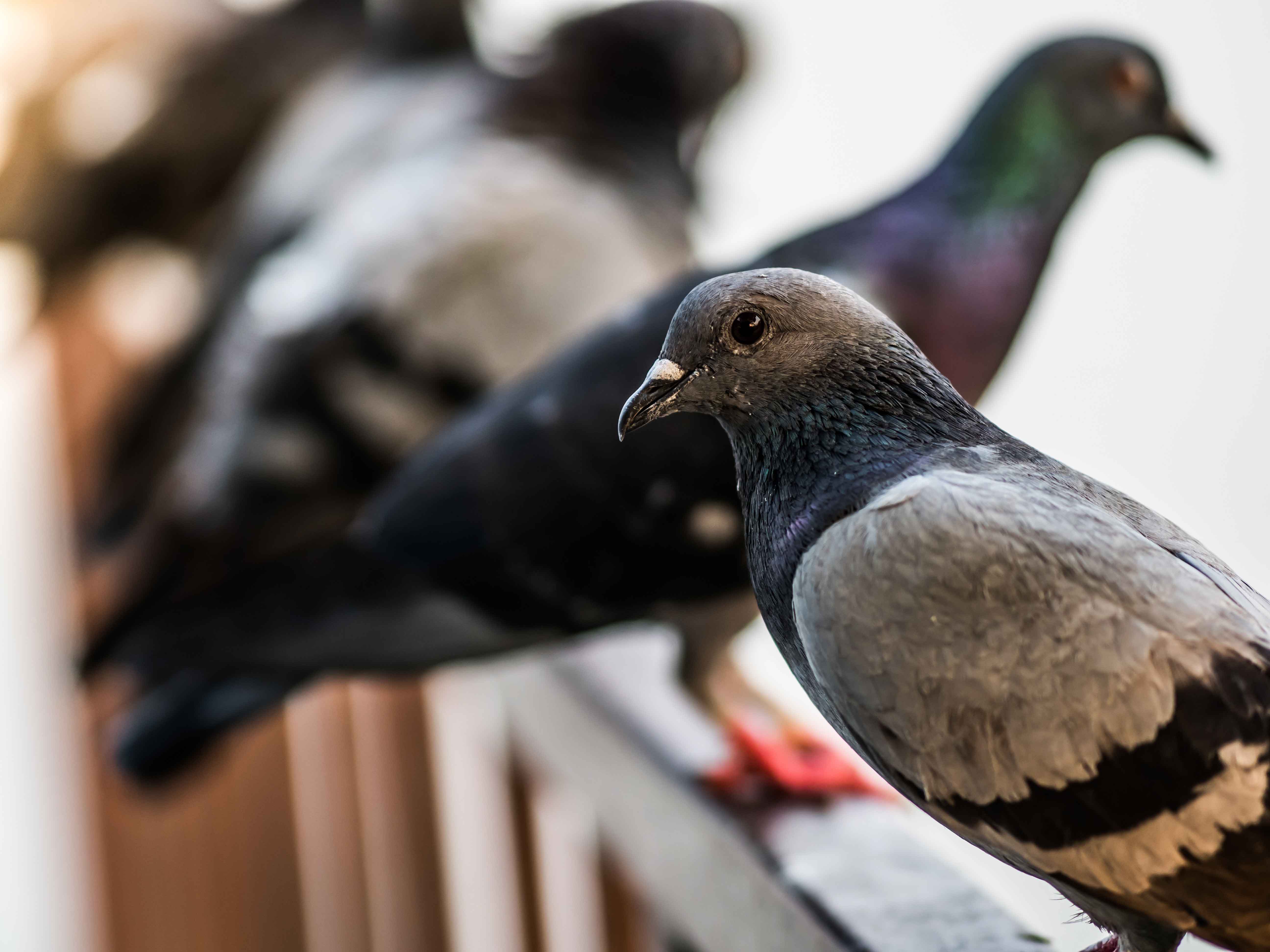 Tips For Trapping and Deterring Pesky Pigeons