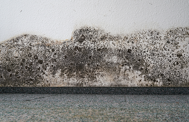 Critical Tips On How To Clean Up Prevent Mold After A Flood Grainger Knowhow
