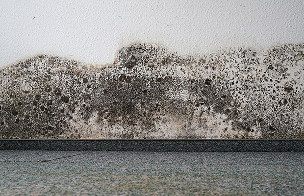 Steps to Prevent Mold Problems in Your HVAC System