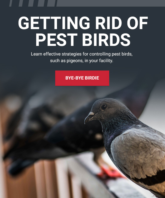 How to Keep Birds Out of Your Facility Grainger