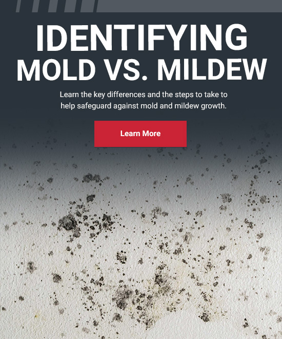 Mold Vs. Mildew Guide: How To Spot Key Differences - Grainger